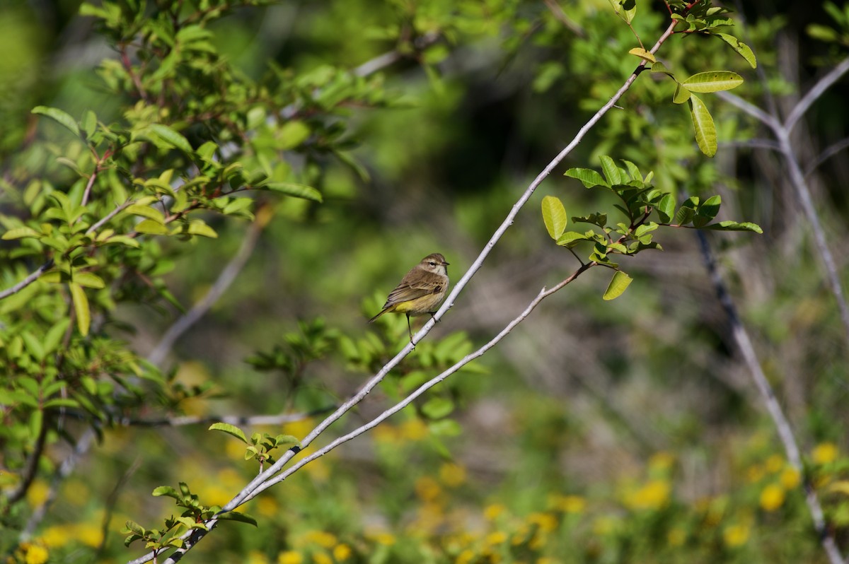 Palm Warbler - ML645143512