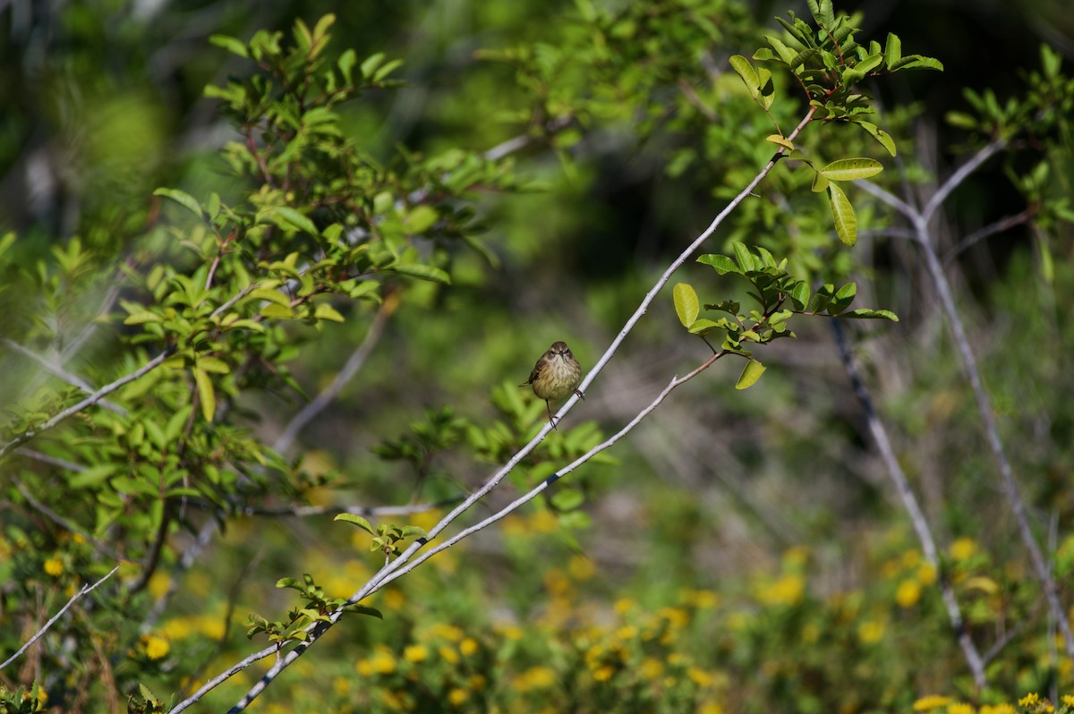 Palm Warbler - ML645143513
