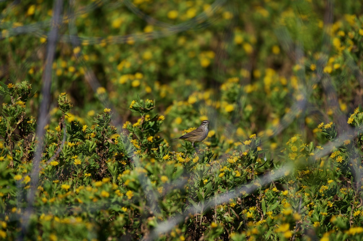 Palm Warbler - ML645143514