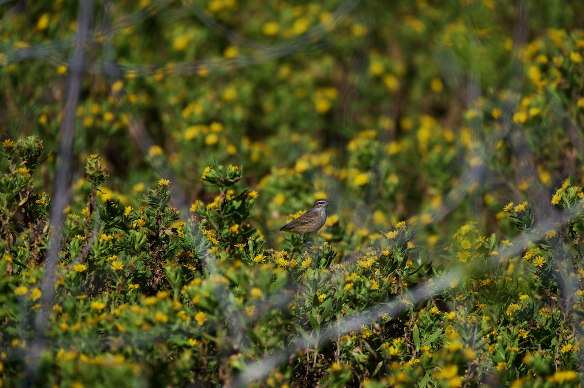 Palm Warbler - ML645143515