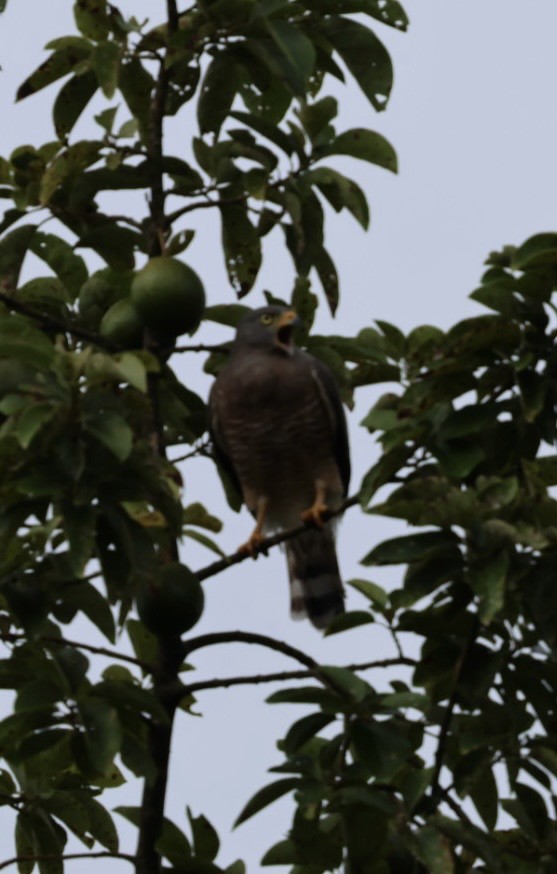 Yol Şahini - ML645143517