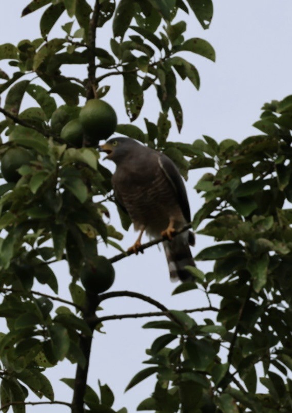 Yol Şahini - ML645143518