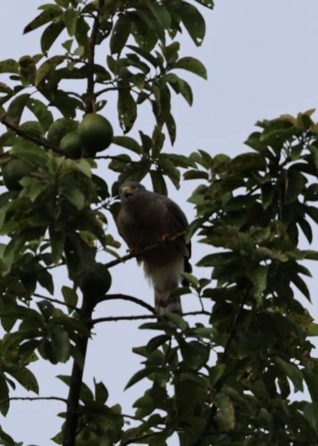 Yol Şahini - ML645143519