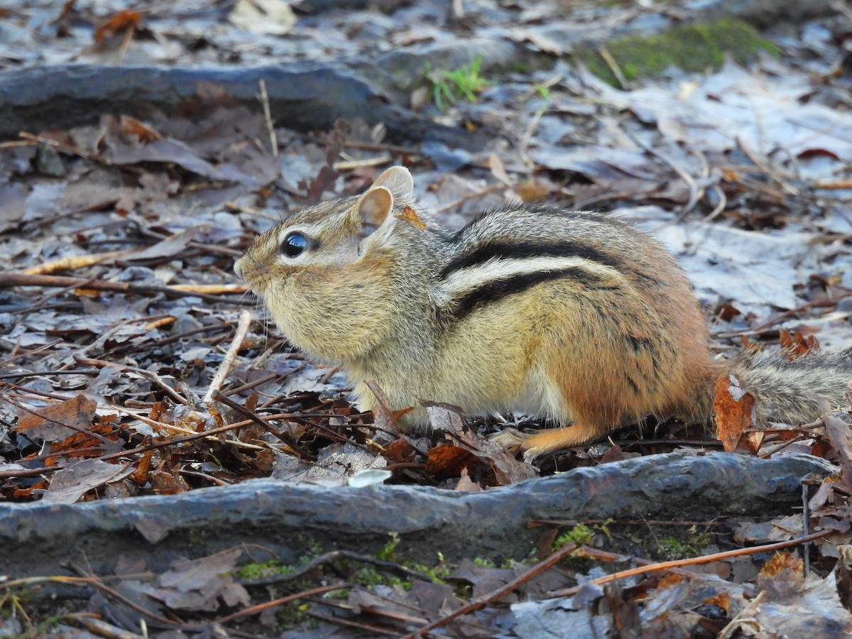 Eastern Chipmunk - ML645143522