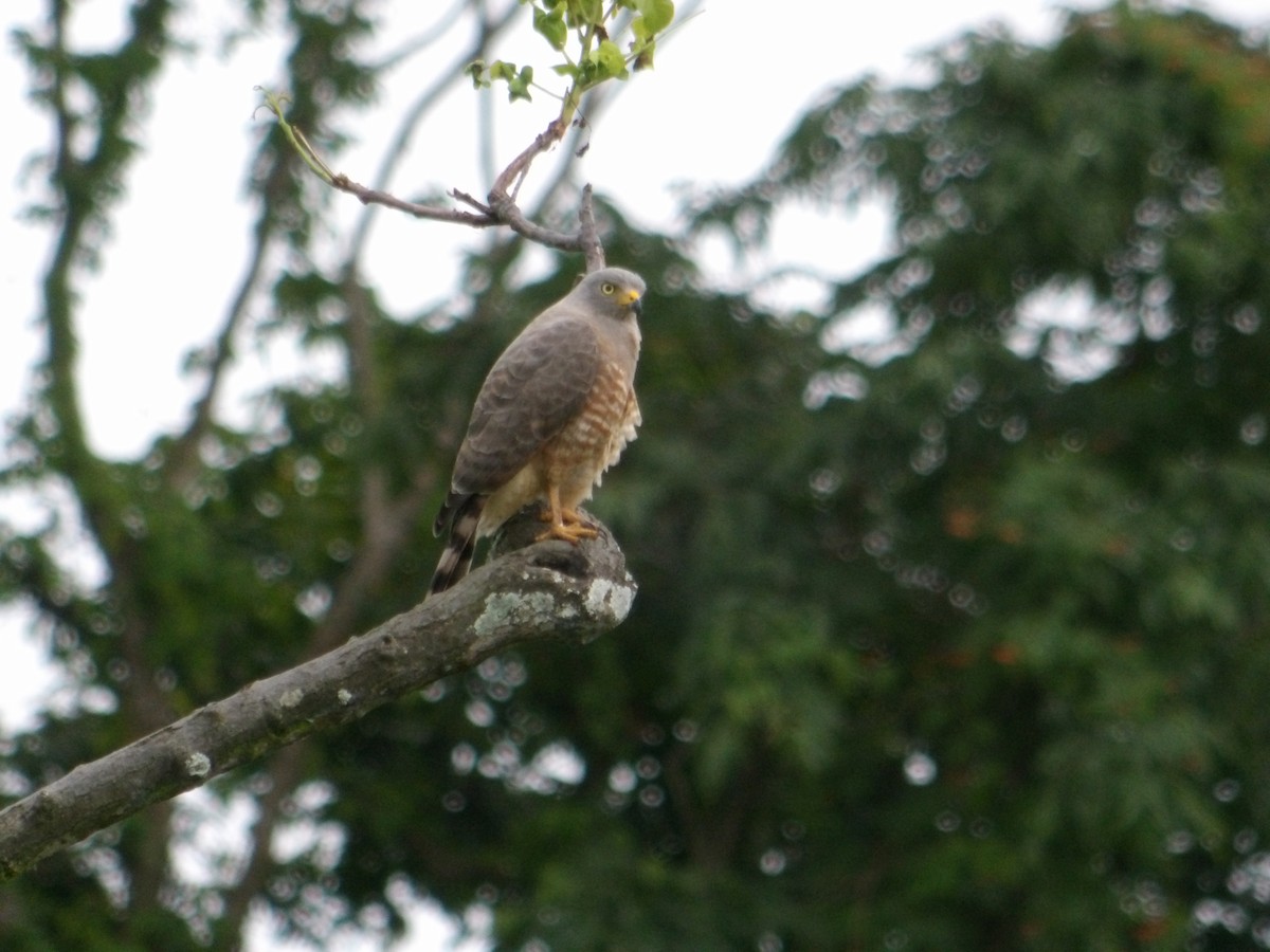 Yol Şahini - ML645143523