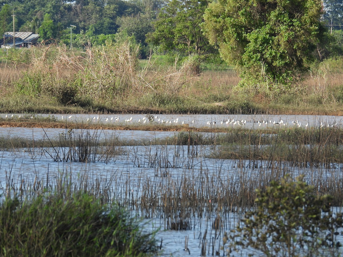 高蹺鴴 - ML645143524