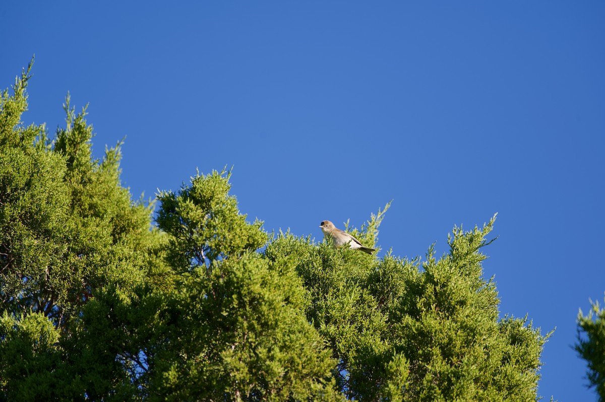 Pine Warbler - ML645143532