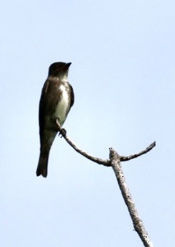 Olive-sided Flycatcher - ML645143550