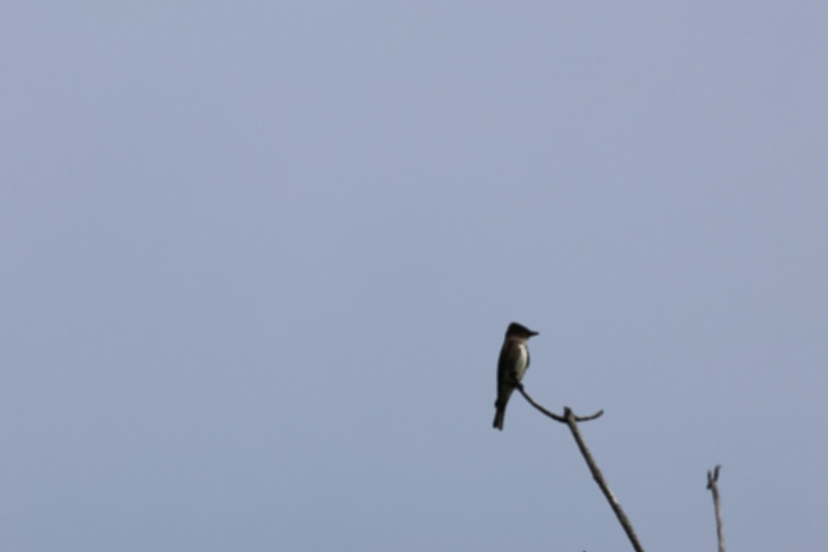 Olive-sided Flycatcher - ML645143551