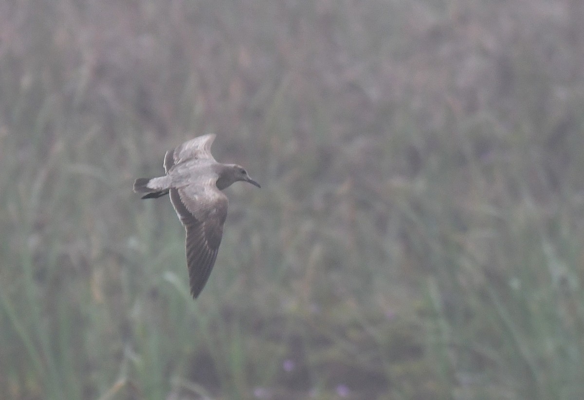 racek tmavý - ML645143552