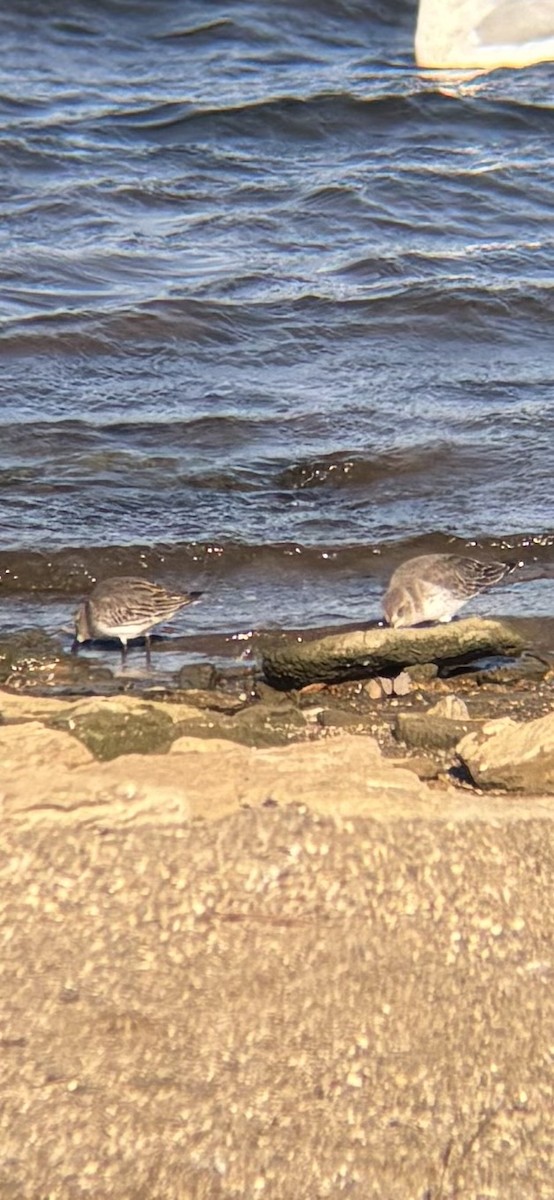 jespák obecný - ML645143562