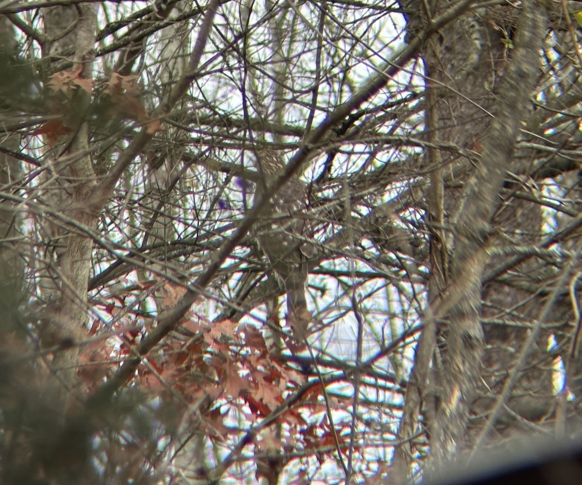 タカ科 - ML645143568