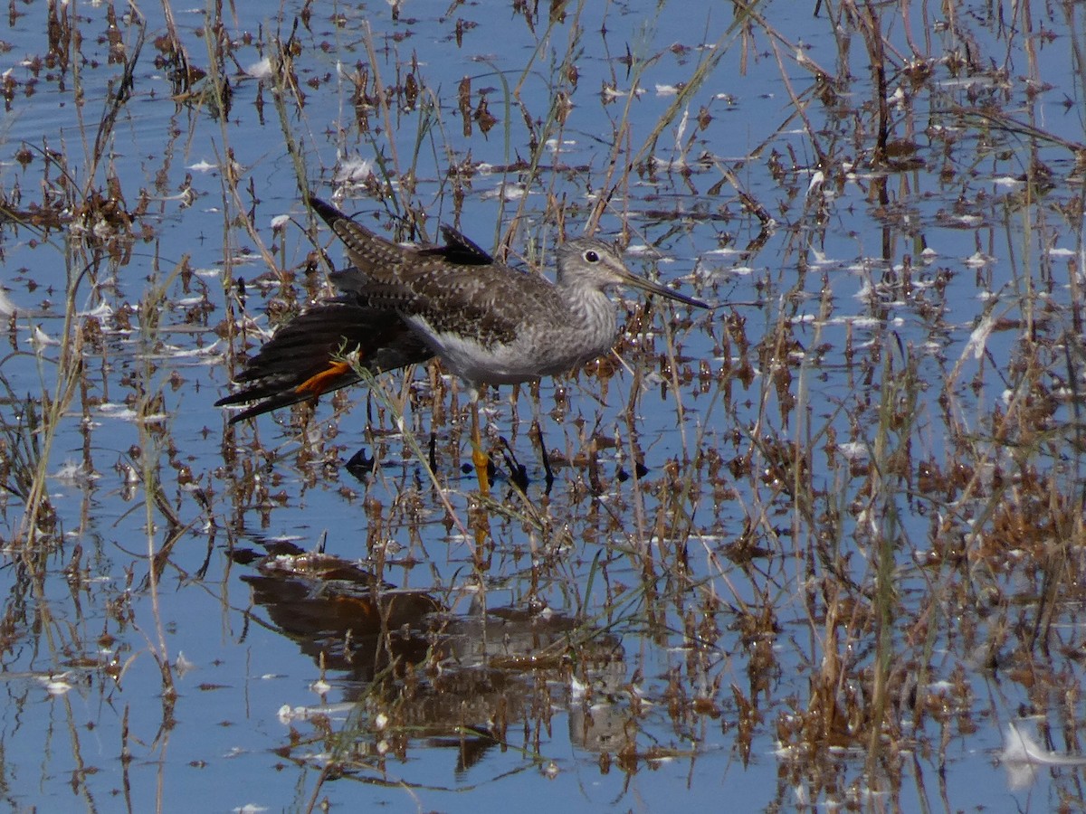 Greater Yellowlegs - ML645143574