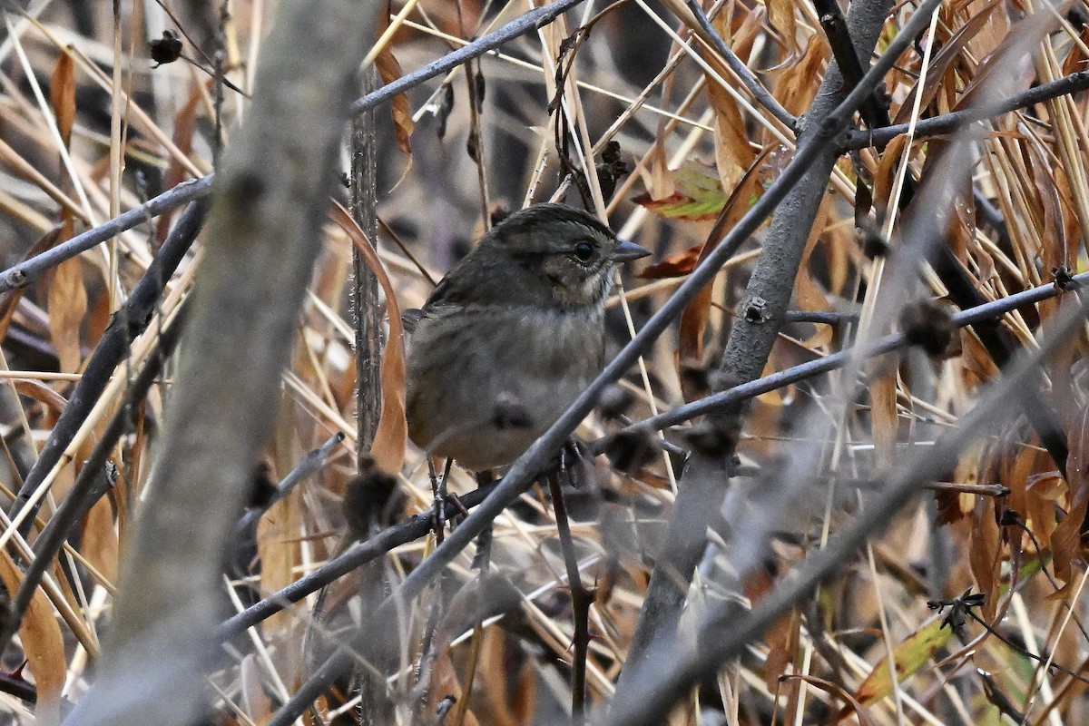 Swamp Sparrow - ML645143586
