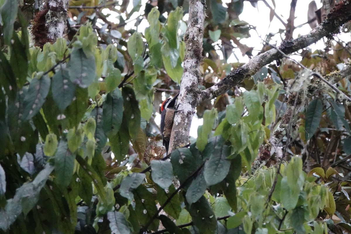 Powerful Woodpecker - ML645143624