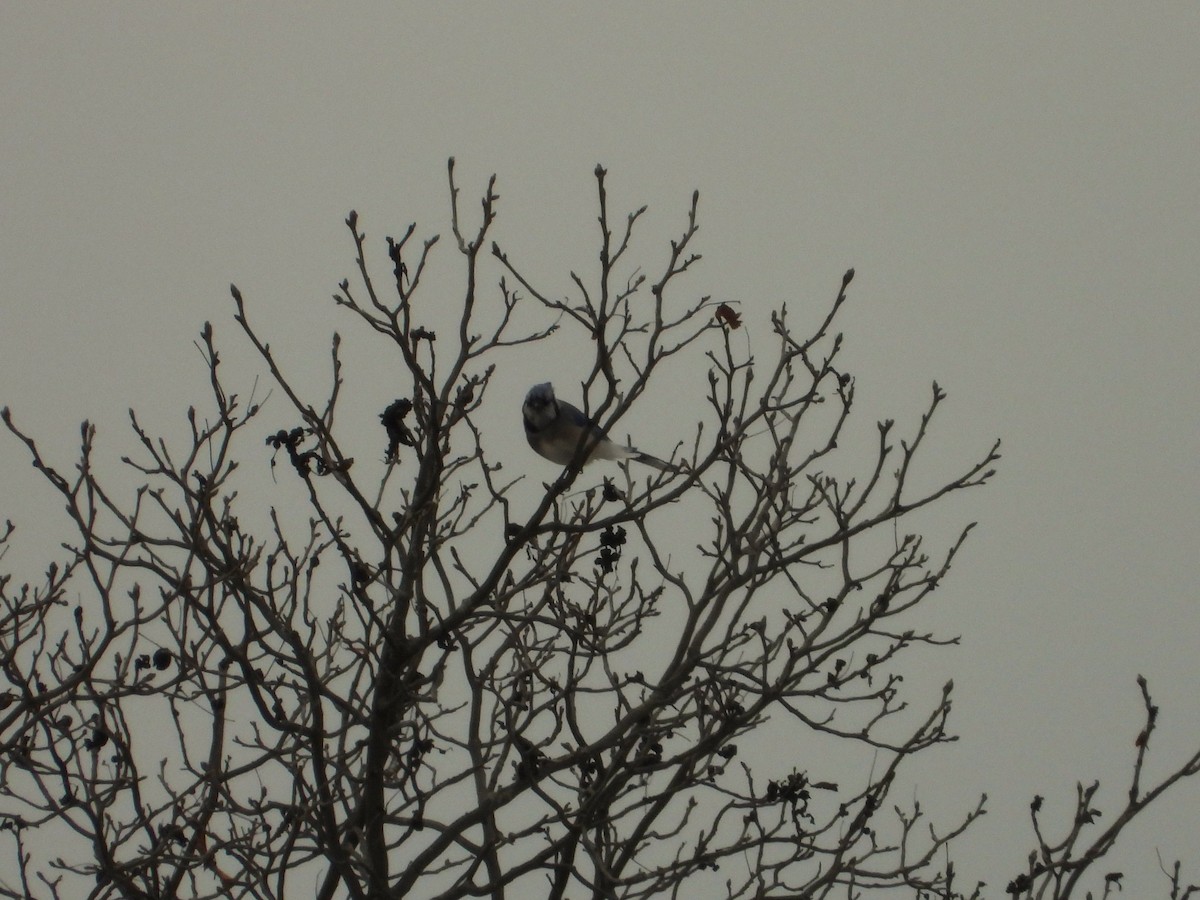 Blue Jay - ML645143625