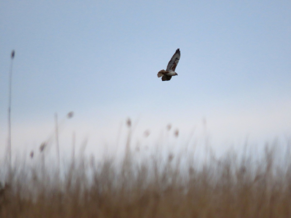 Ferruginous Hawk - ML645143643