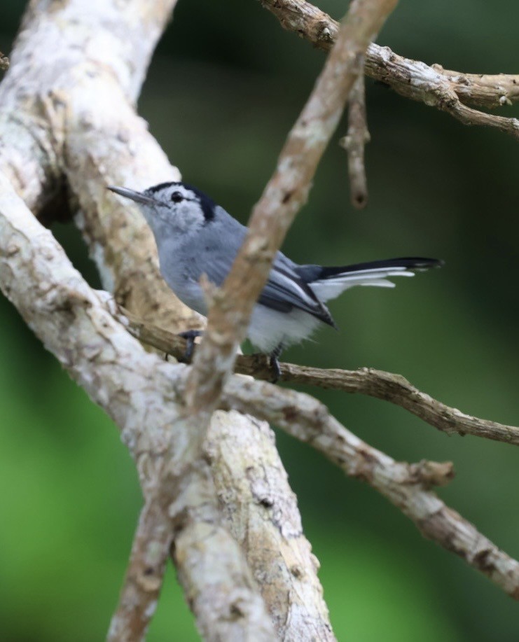 White-browed Gnatcatcher - ML645143644