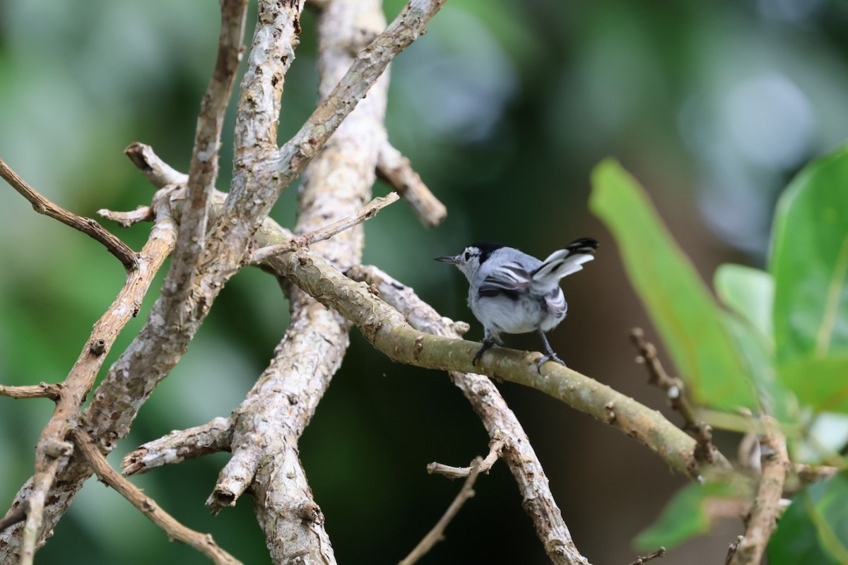 White-browed Gnatcatcher - ML645143646