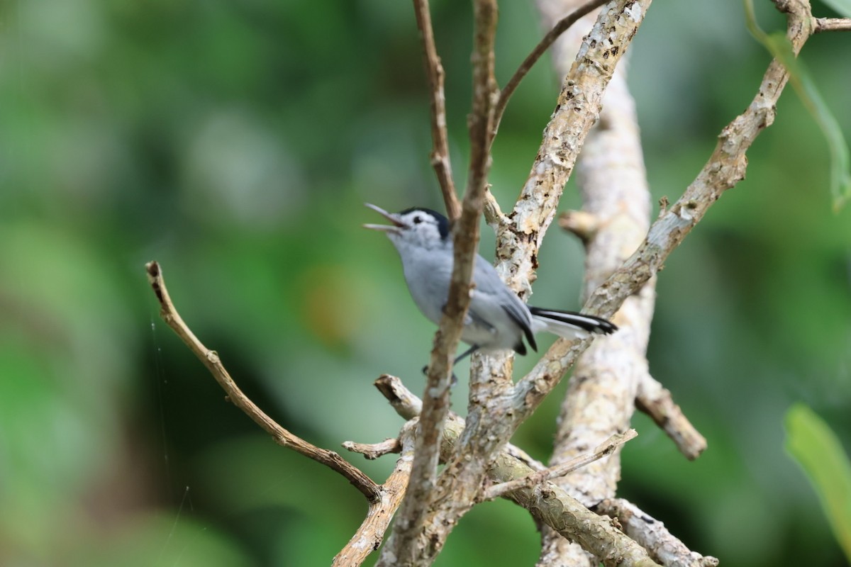 White-browed Gnatcatcher - ML645143647