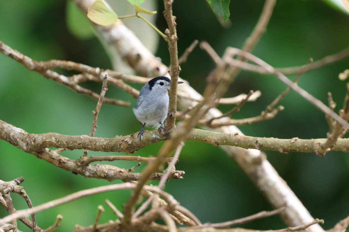 White-browed Gnatcatcher - ML645143648