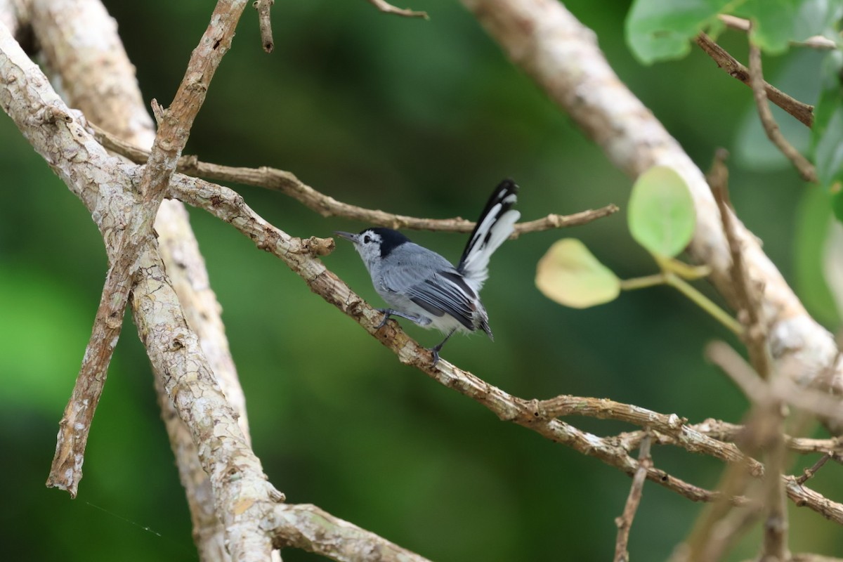 White-browed Gnatcatcher - ML645143649