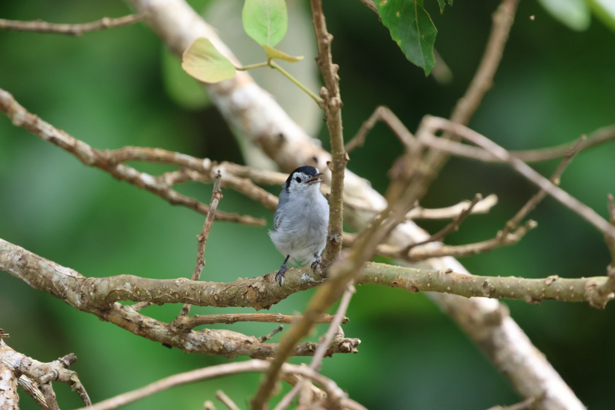 White-browed Gnatcatcher - ML645143650