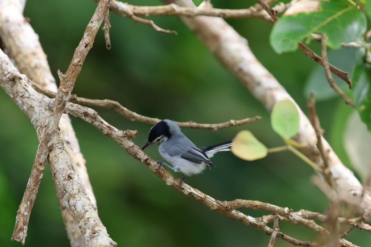 White-browed Gnatcatcher - ML645143651