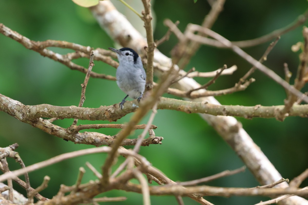 White-browed Gnatcatcher - ML645143652