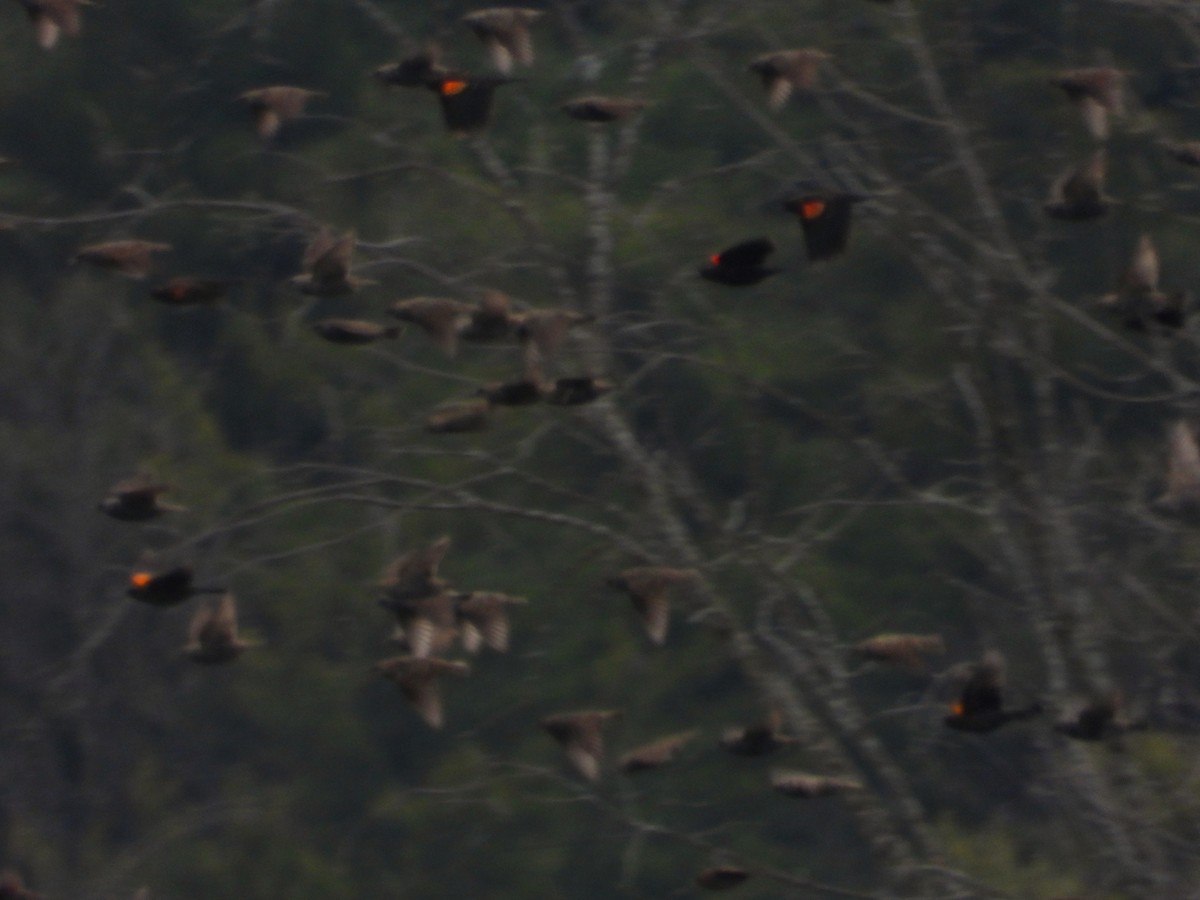 Red-winged Blackbird - ML645143673