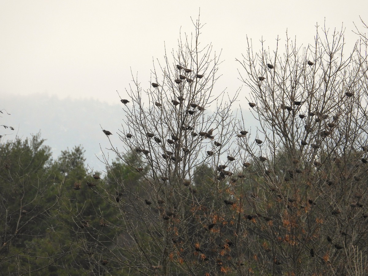Red-winged Blackbird - ML645143674