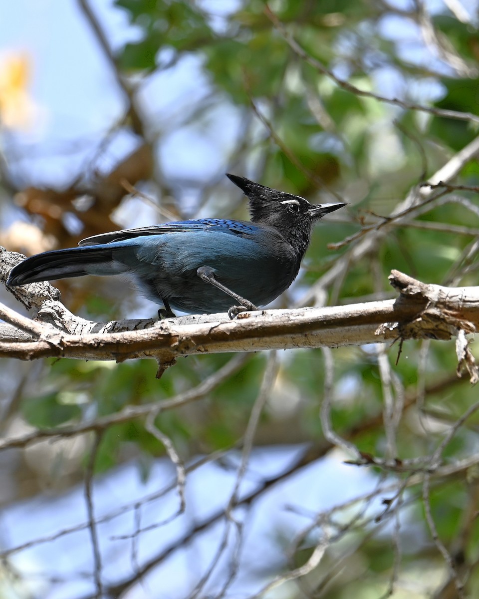 Steller's Jay (Southwest Interior) - ML645143676