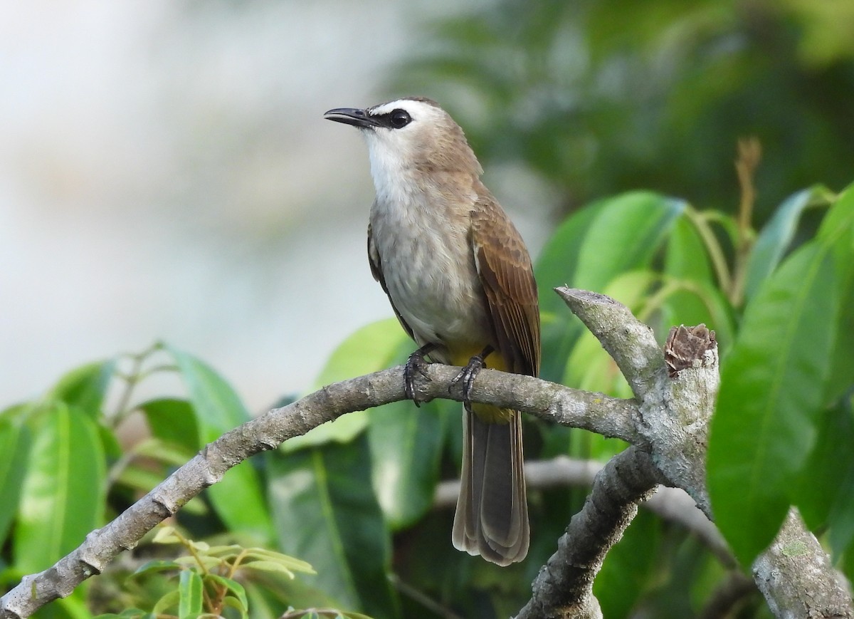 Yellow-vented Bulbul - ML645143690