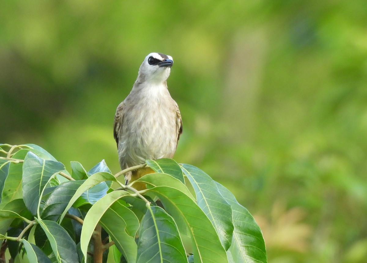 Yellow-vented Bulbul - ML645143695