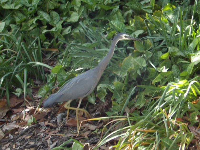 White-faced Heron - ML645143698