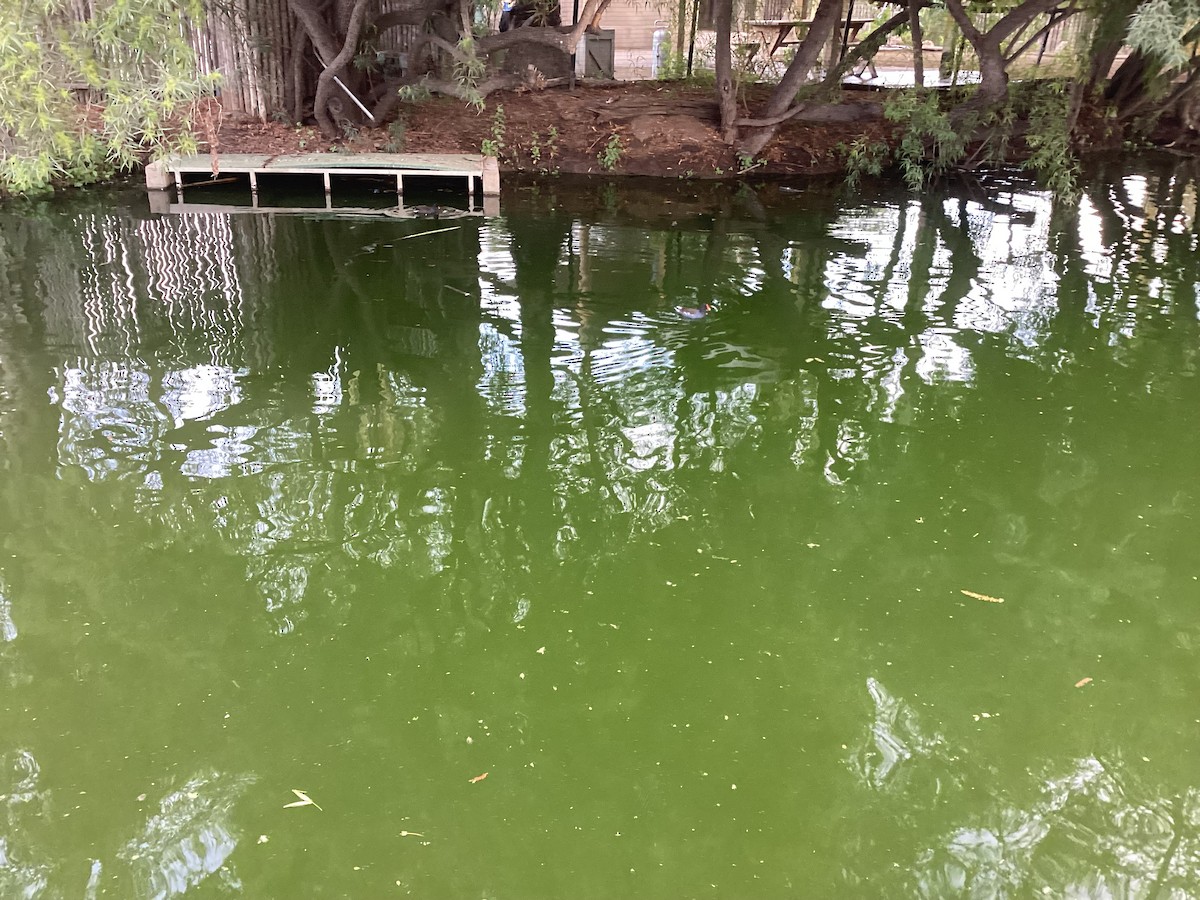 アメリカバン - ML645143707