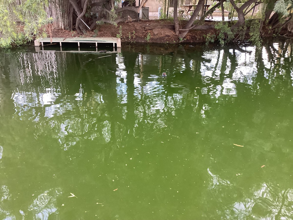 アメリカバン - ML645143708