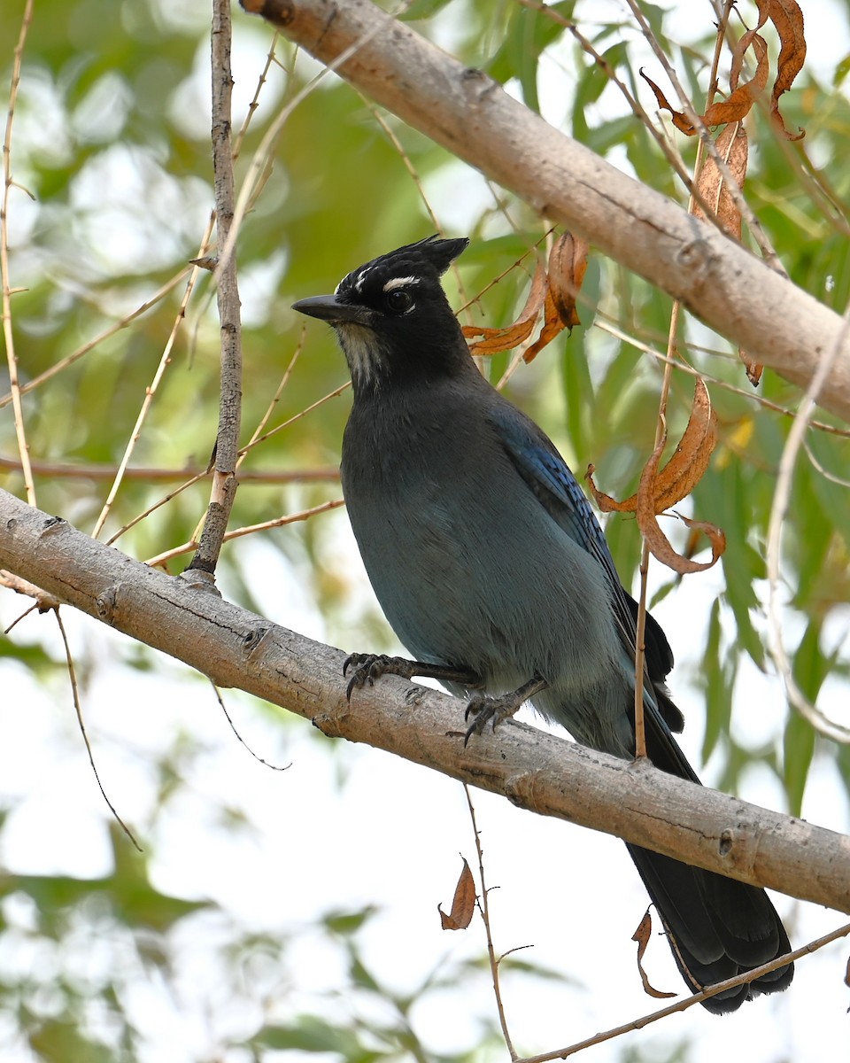 Steller's Jay (Southwest Interior) - ML645143709
