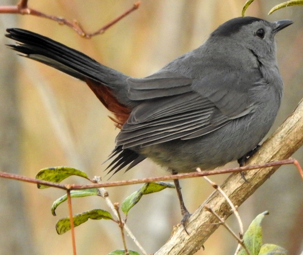 Miaulari grisa - ML645143724