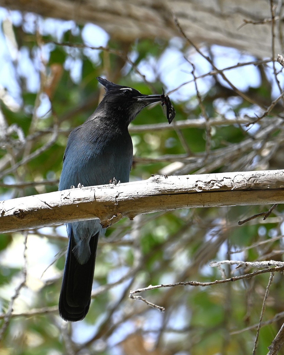 Steller's Jay (Southwest Interior) - ML645143727