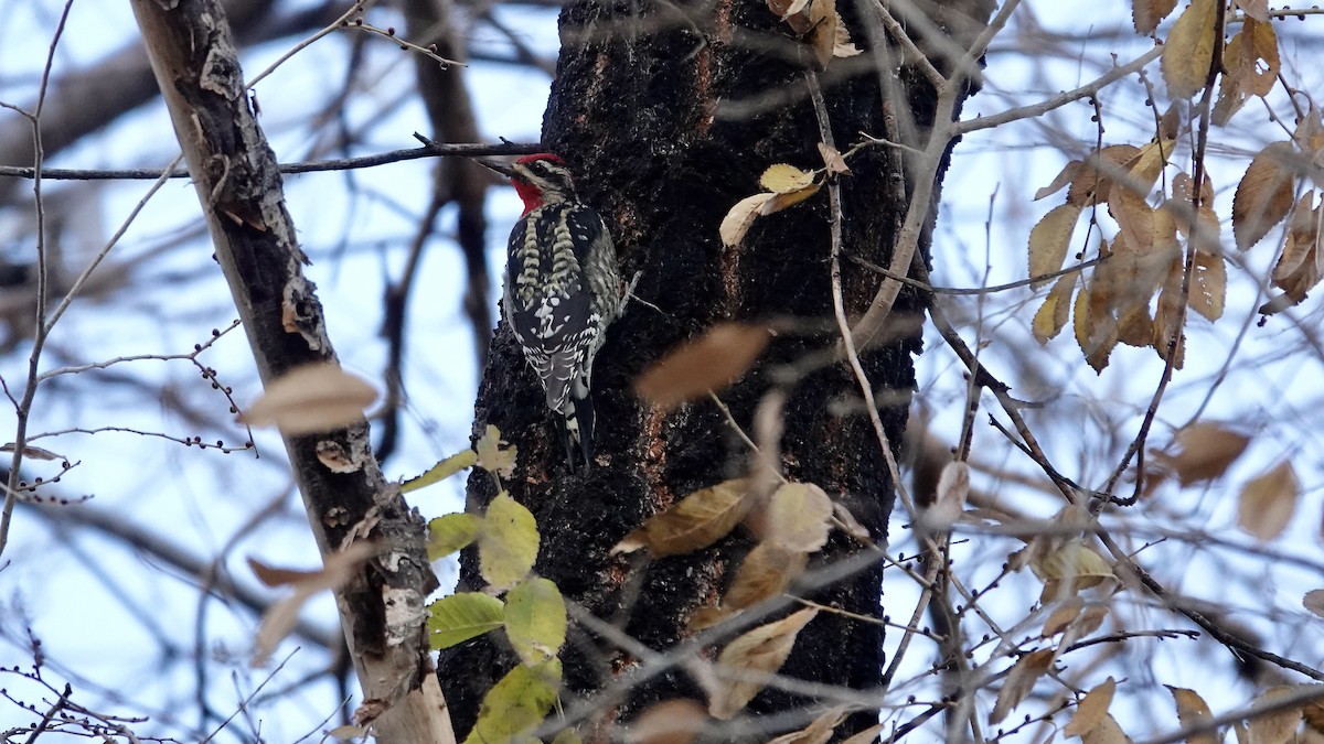 Rotnacken-Saftlecker - ML645143742