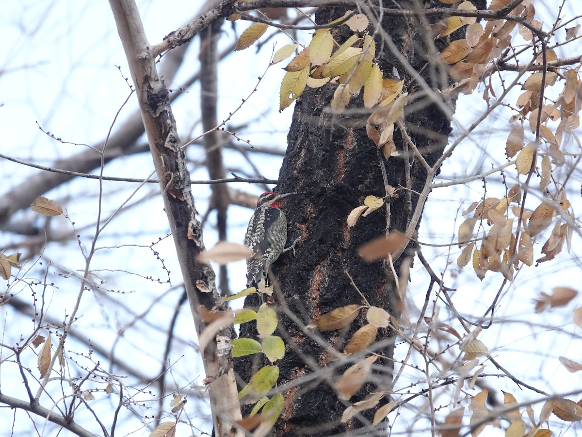 Rotnacken-Saftlecker - ML645143743