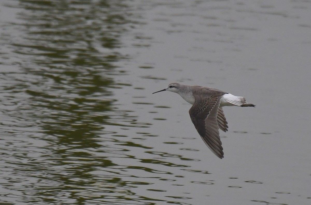 Wilson's Phalarope - ML645143745