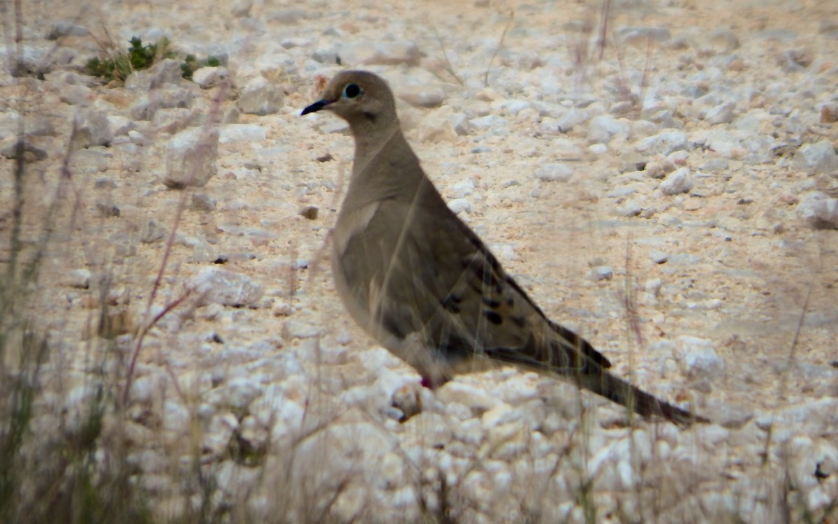 Mourning Dove - ML645143760