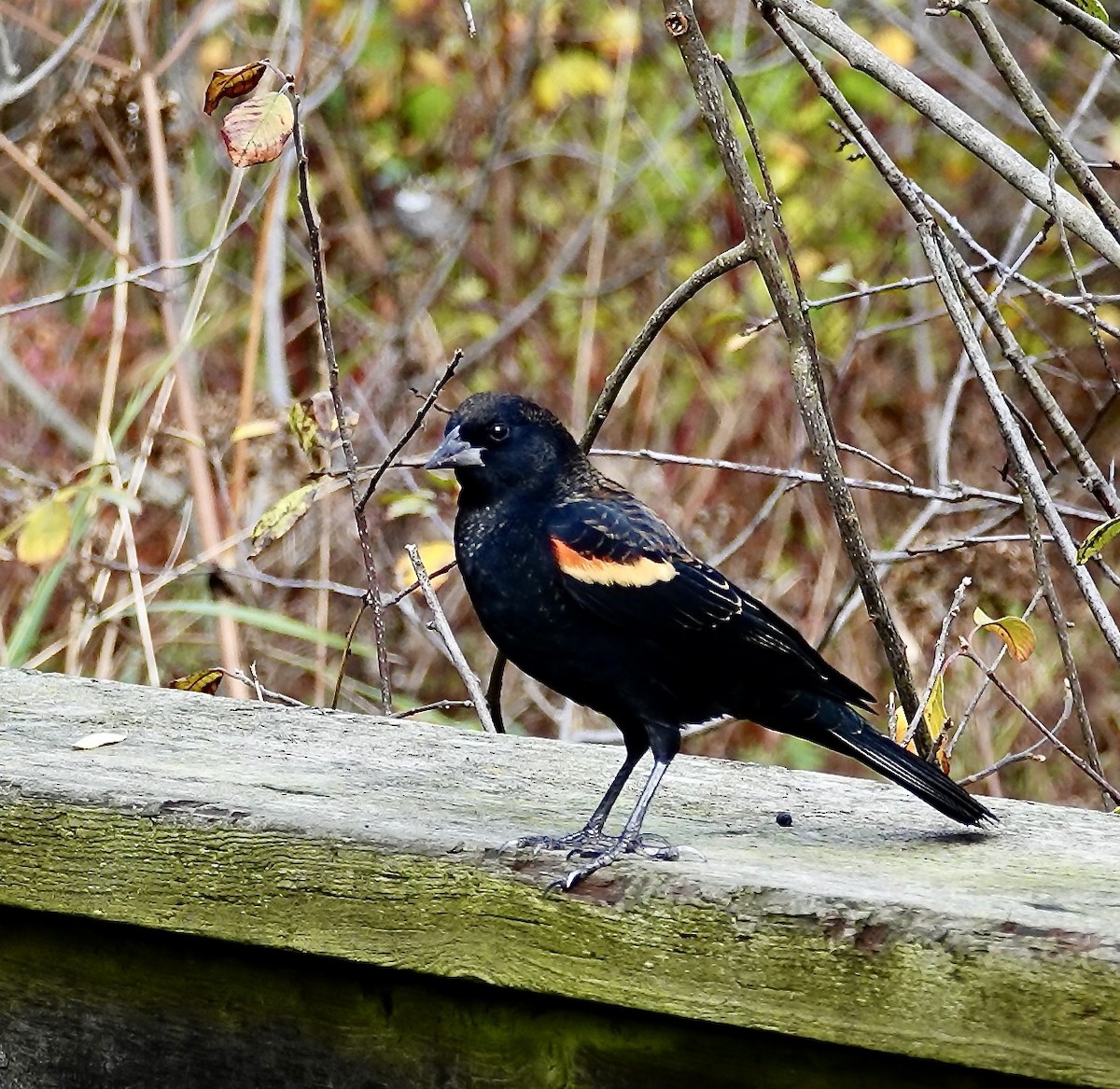 Red-winged Blackbird - ML645143773