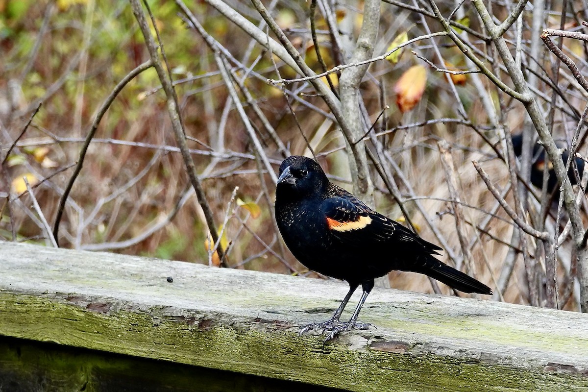 Red-winged Blackbird - ML645143774