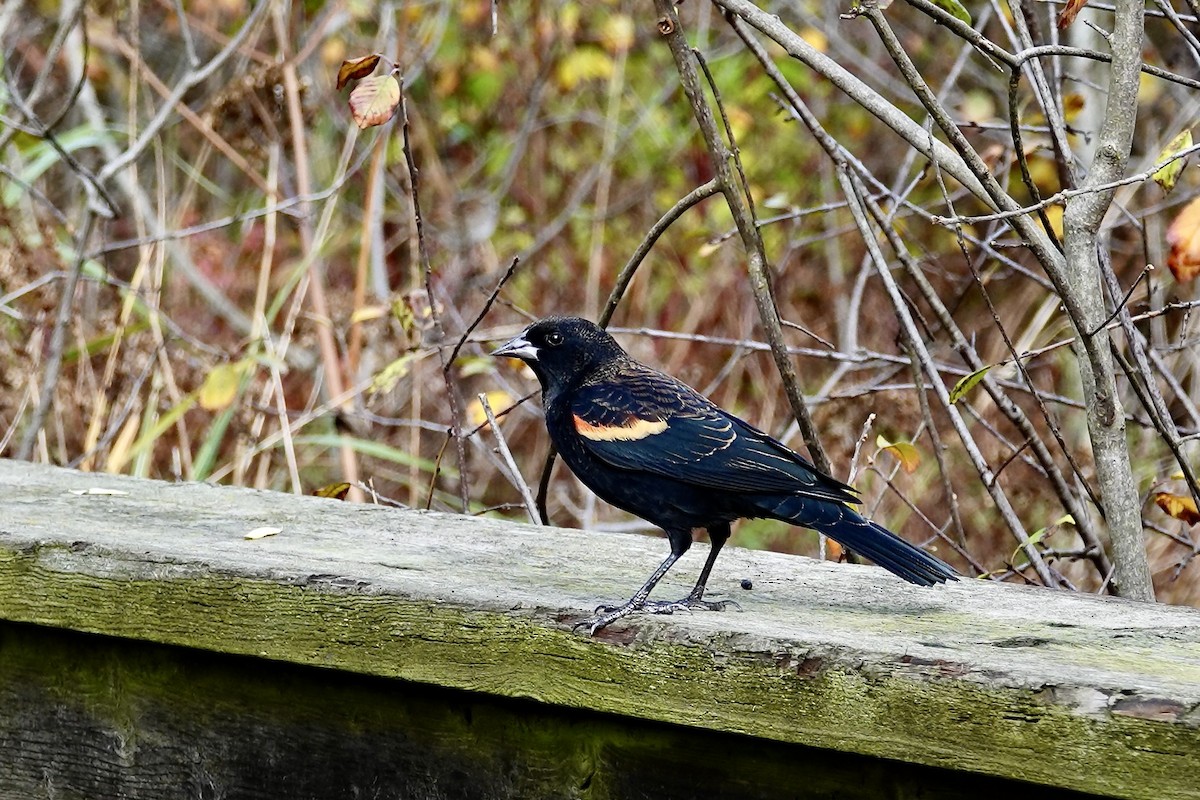 Red-winged Blackbird - ML645143775