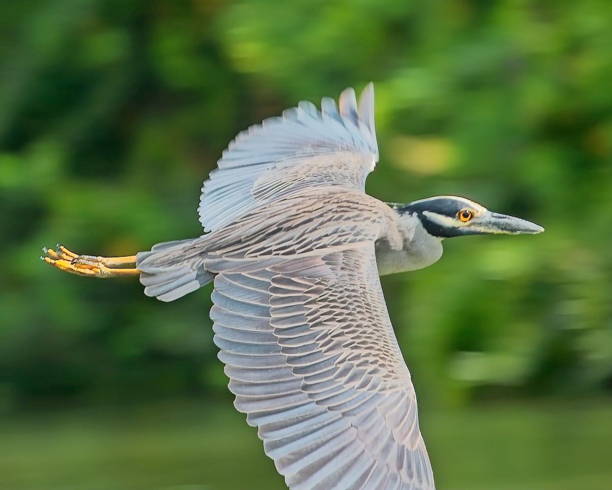 Sarı Tepeli Gece Balıkçılı - ML645143783