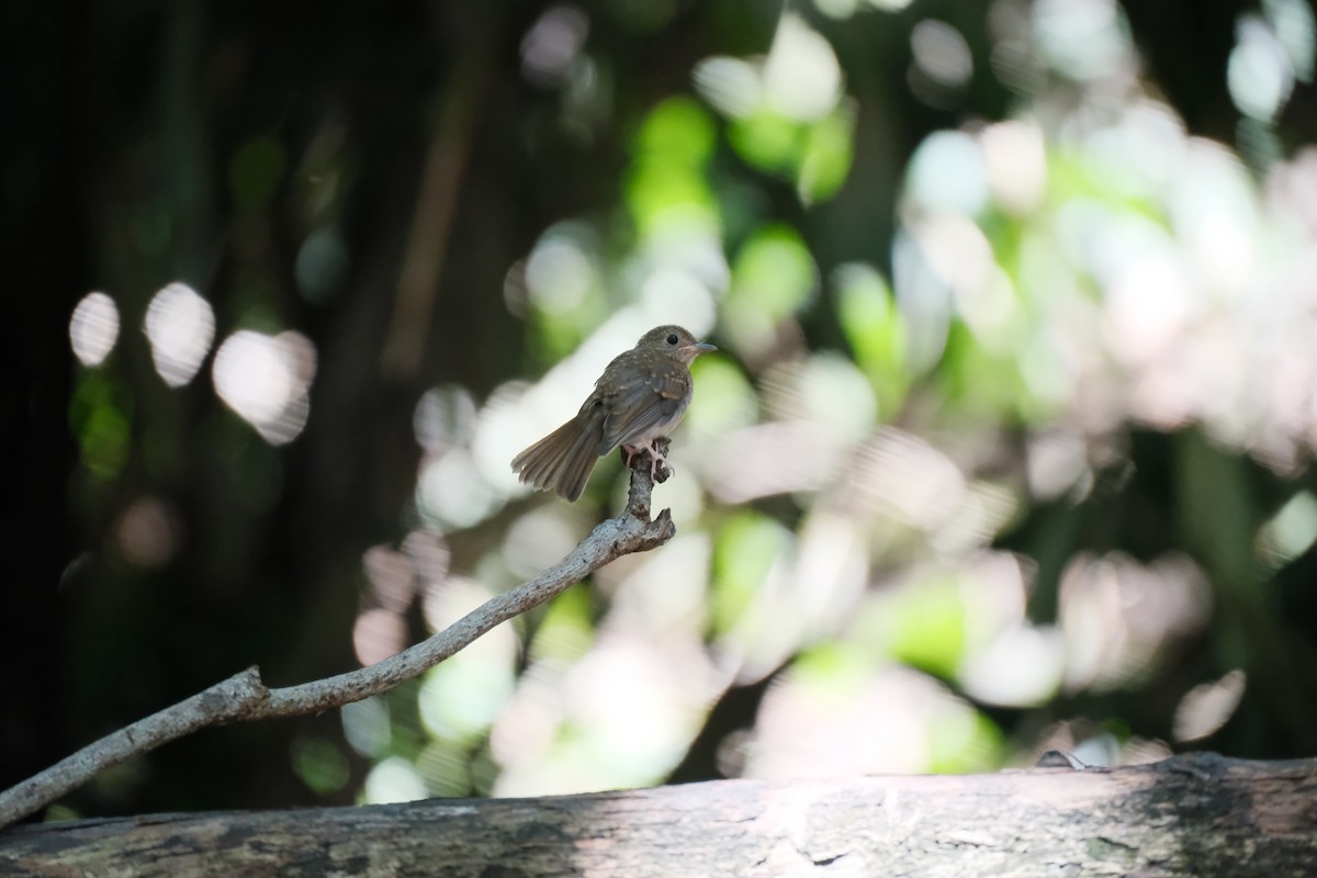 Papamoscas Dorsioliva - ML645143791