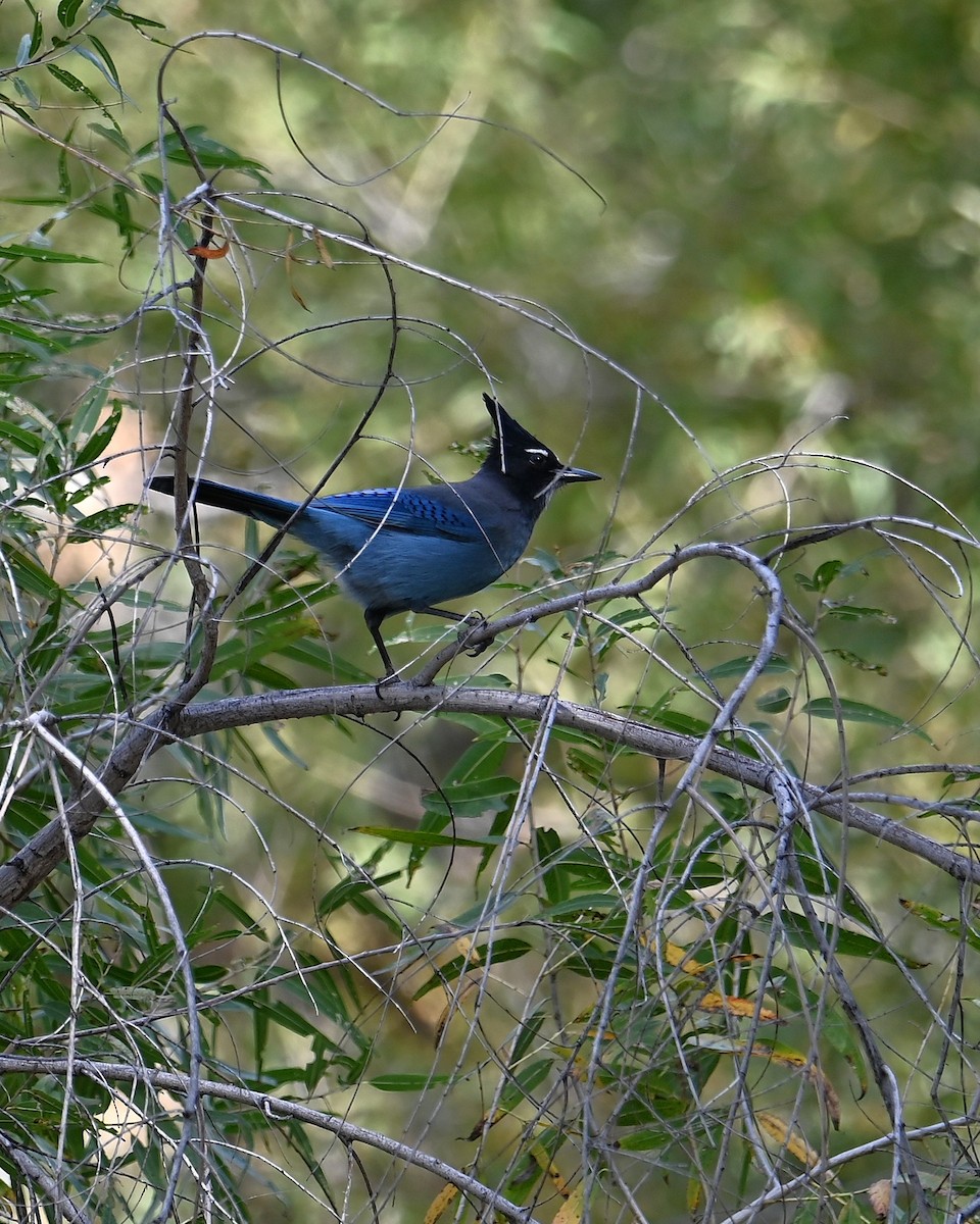 Steller's Jay (Southwest Interior) - ML645143792